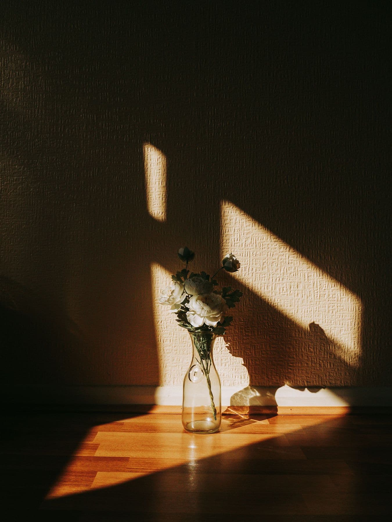 A single stem in a glass vase casting long shadows in warm afternoon sun